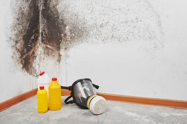 Best Attic Mold Removal  in Belle Glade, FL