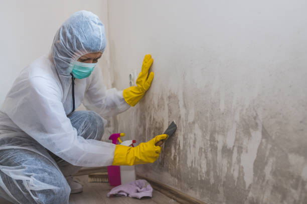 Certified Mold Removal in Belle Glade, FL