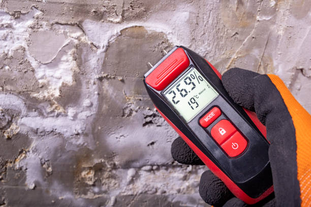 Best Home Mold Removal  in Belle Glade, FL
