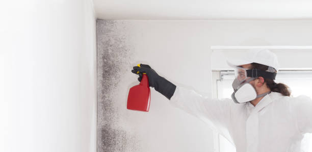 Best Commercial Mold Removal  in Belle Glade, FL