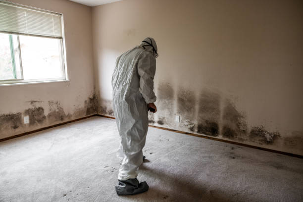 Mold Removal and Inspection in Belle Glade, FL